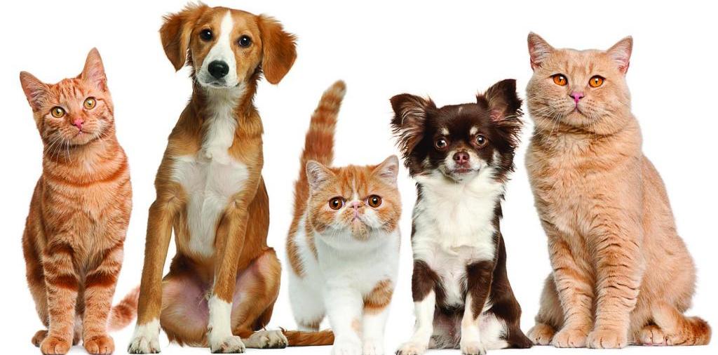Доска объявлений о животных | ЗооТом - продажа, вязка и услуги для животных в Льгове