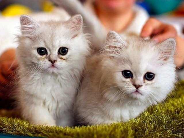 Породы кошек в Льгове | ЗооТом портал о животных