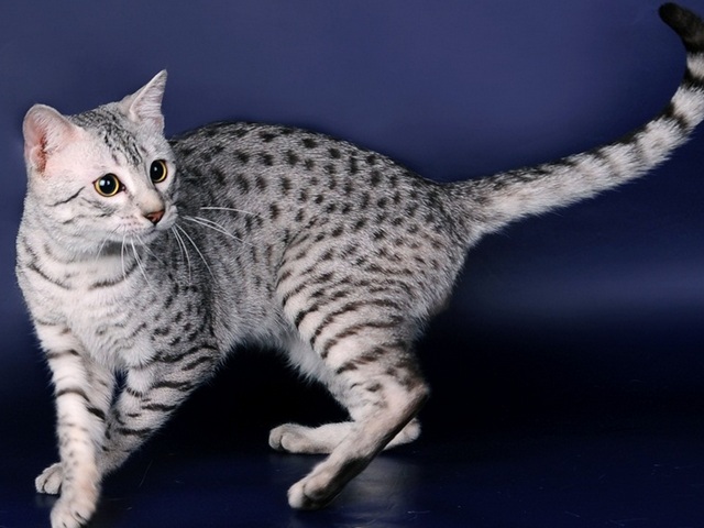 Породы кошек в Льгове | ЗооТом портал о животных