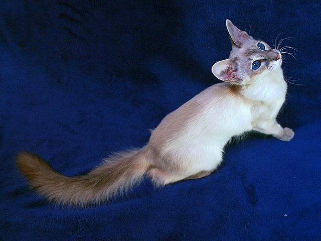 Выведенные породы кошек в Льгове | ЗооТом портал о животных