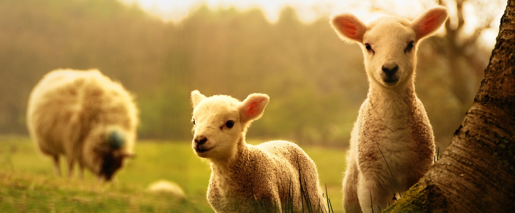 Объявления о сельскохозяйственных животных | ЗооТом - продажа, вязка и услуги для животных в Льгове