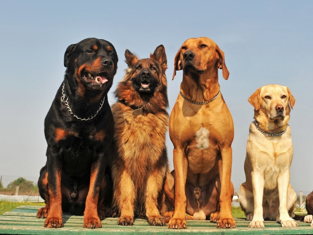 Крупные породы собак в Льгове | ЗооТом портал о животных