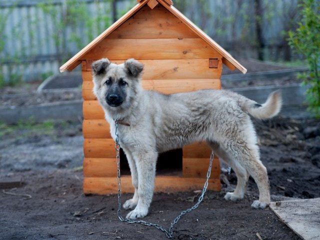 Все о собаках в Льгове Все о собаках в Льгове